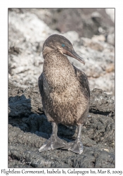 Flightless Cormorant