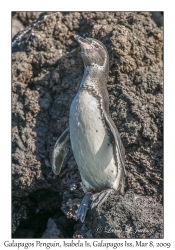 Galapagos Penguin