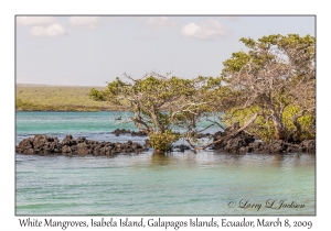 White Mangrove