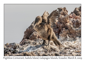 Flightless Cormorant