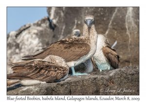 Blue-footed Boobies