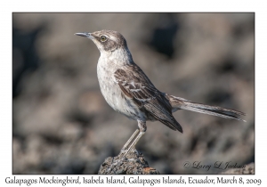 Galapagos Mockingbird