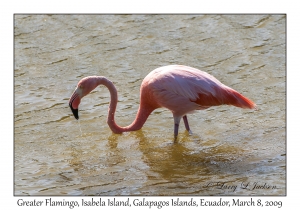 Greater Flamingo