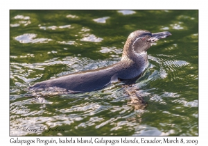 Galapagos Penguin