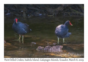 Paint-billed Crakes