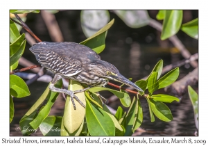 Striated Heron, immature