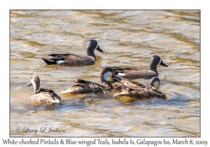 White-cheeked Pintail & Blue-winged Teal