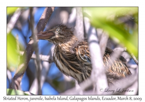 Striated Heron, chick