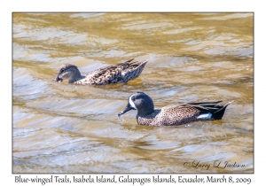 Blue-winged Teal