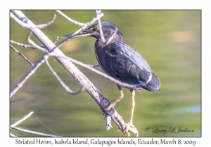 Striated Heron