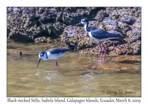 Black-necked Stilts