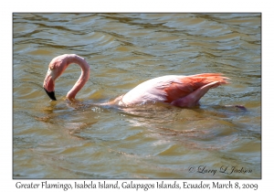 Greater Flamingo