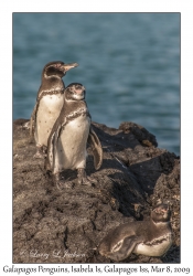 Galapagos Penguins