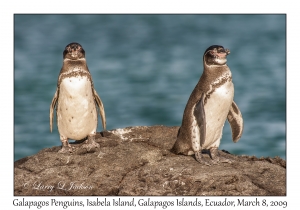 Galapagos Penguins