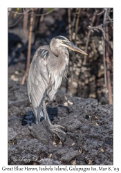 Great Blue Heron