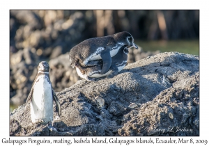 Galapagos Penguins