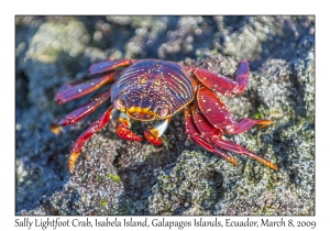 Sally Lightfoot Crab