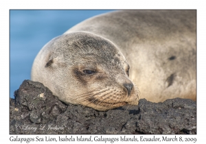 Galapagos Sea Lion