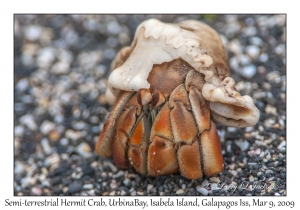 Semi-terrestrial Hermit Crab