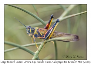 Large Painted Locust