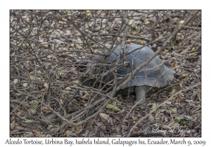 Alcedo Tortoise