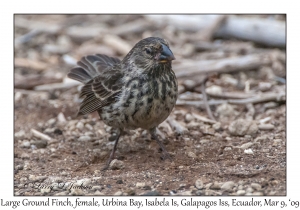 Large Ground Finch, female