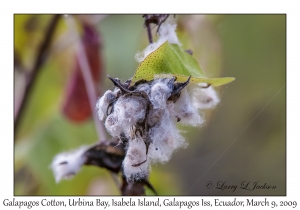 Galapagos Cotton