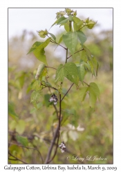 Galapagos Cotton