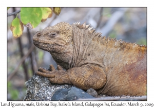 Land Iguana, male