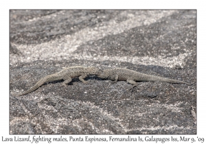 Lava Lizards