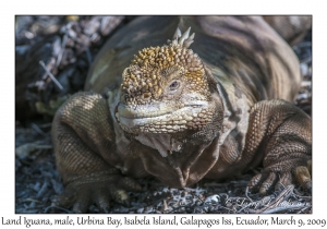 Land Iguana, male