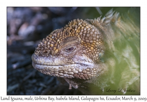 Land Iguana, male
