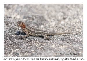 Lava Lizard, female