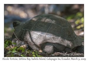 Alcedo Tortoise