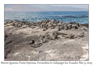 Marine Iguanas