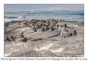 Marine Iguanas