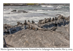 Marine Iguanas