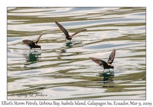 Elliot's Storm Petrels