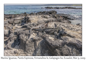 Marine Iguanas