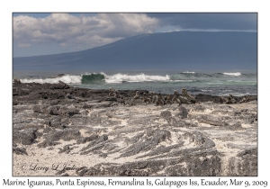 Marine Iguanas