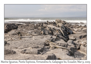 Marine Iguanas