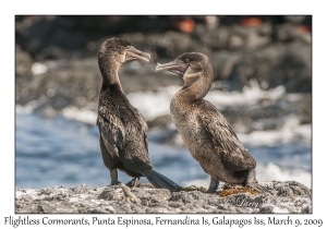 Flightless Cormorants