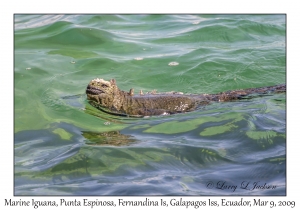 Marine Iguana