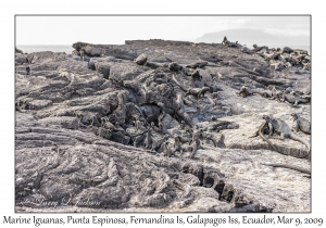 Marine Iguanas