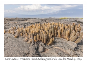 Lava Cactus