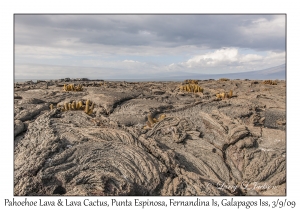 Pahoehoe Lava & Lava Cactus