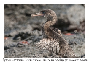 Flightless Cormorant