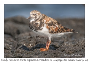 Ruddy Turnstone