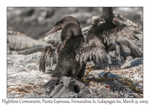 Flightless Cormorant