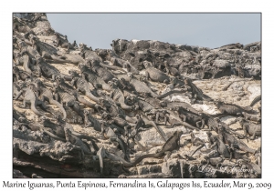 Marine Iguanas